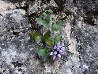 Physoplexis comosa