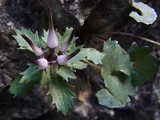 Physoplexis comosa