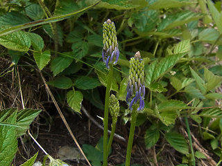 Phyteuma betonicifolium