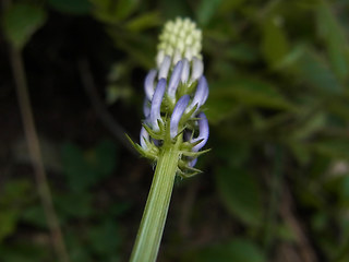 Phyteuma betonicifolium