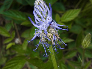 Phyteuma betonicifolium