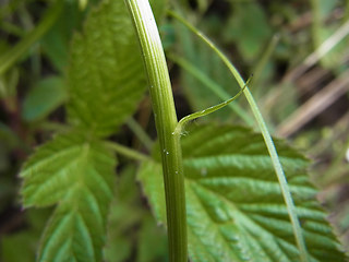 Phyteuma betonicifolium