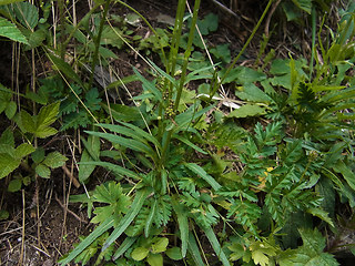 Phyteuma betonicifolium