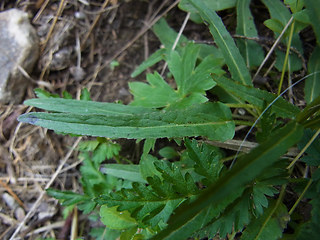 Phyteuma betonicifolium