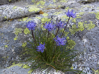 Phyteuma hemisphaericum