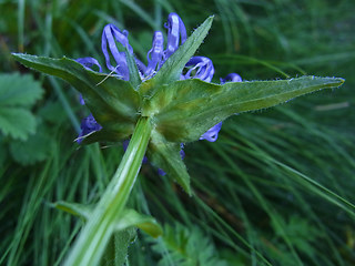 Phyteuma orbiculare