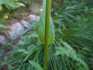 Phyteuma orbiculare