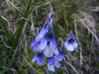 Pinguicula leptoceras