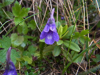 Pinguicula leptoceras