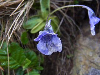 Pinguicula leptoceras