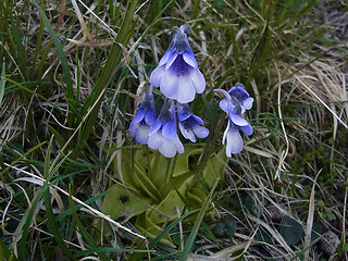 Pinguicula leptoceras