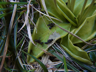 Pinguicula leptoceras