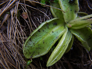 Pinguicula leptoceras