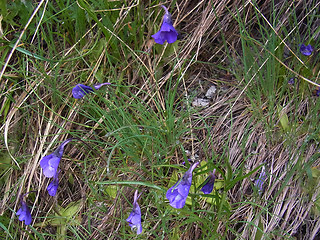 Pinguicula leptoceras