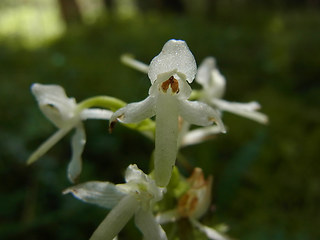 Platanthera bifolia