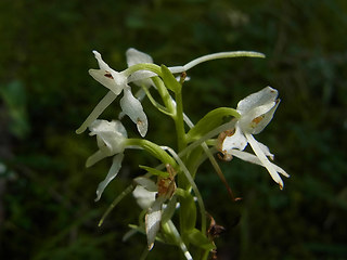 Platanthera bifolia