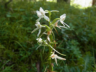 Platanthera bifolia