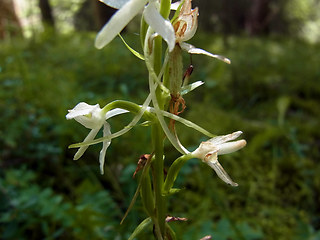 Platanthera bifolia