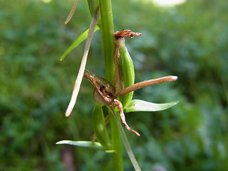 Platanthera bifolia