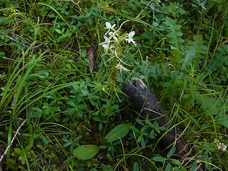 Platanthera bifolia