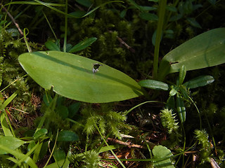 Platanthera bifolia