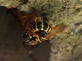 Polistes dominula