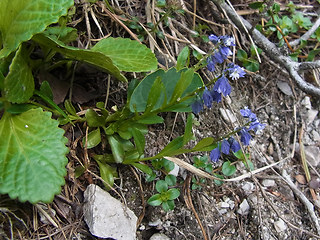 Polygala amara