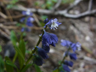 Polygala amara