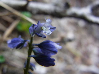 Polygala amara