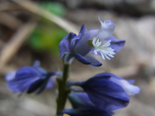 Polygala amara