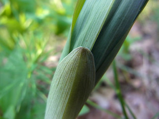 Polygonatum multiflorum