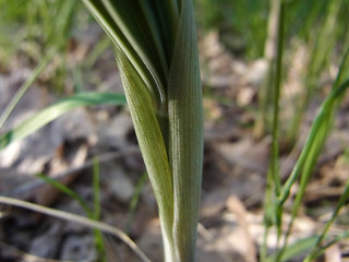 Polygonatum multiflorum