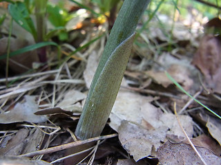 Polygonatum multiflorum