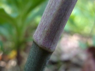 Polygonatum multiflorum