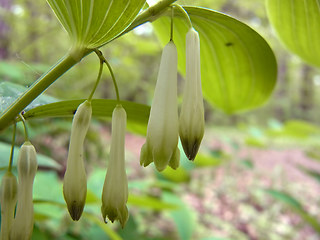 Polygonatum multiflorum