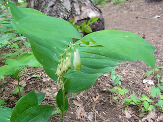 Polygonatum multiflorum