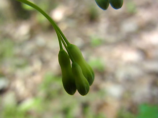 Polygonatum multiflorum