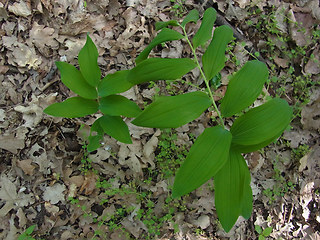 Polygonatum multiflorum