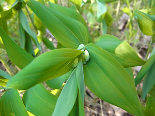 Polygonatum multiflorum