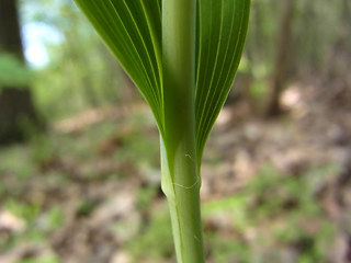 Polygonatum multiflorum