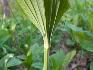 Polygonatum multiflorum