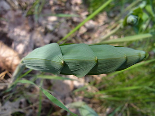 Polygonatum multiflorum