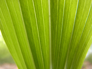 Polygonatum multiflorum