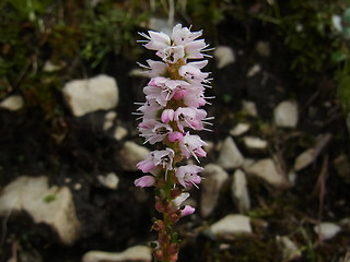 Polygonum viviparum