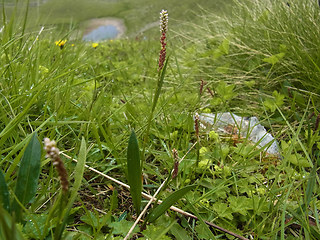 Polygonum viviparum