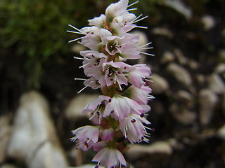 Polygonum viviparum