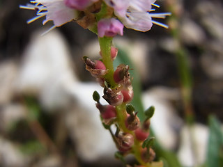 Polygonum viviparum