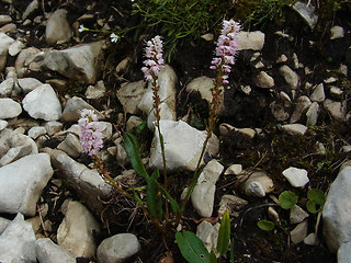 Polygonum viviparum