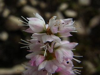 Polygonum viviparum