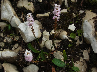 Polygonum viviparum